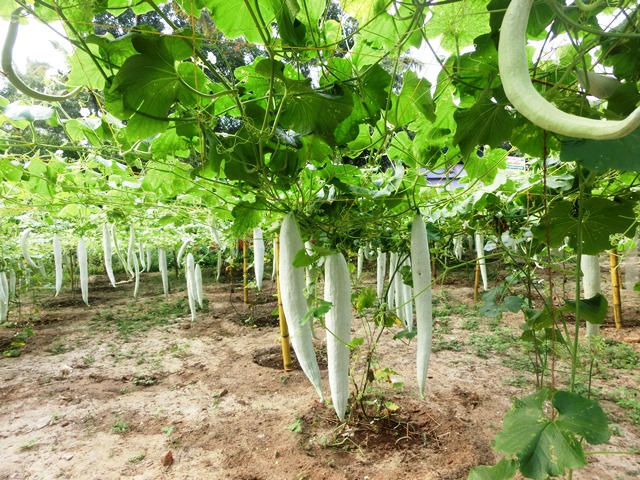 A stretch of organic vegetable plantations in Kanjikkuzhi.